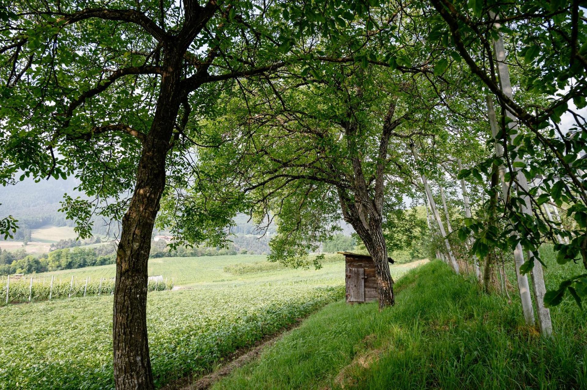 Agritur Maso Alle Rose B&B E Restaurant Balbido-rango Zewnętrze zdjęcie